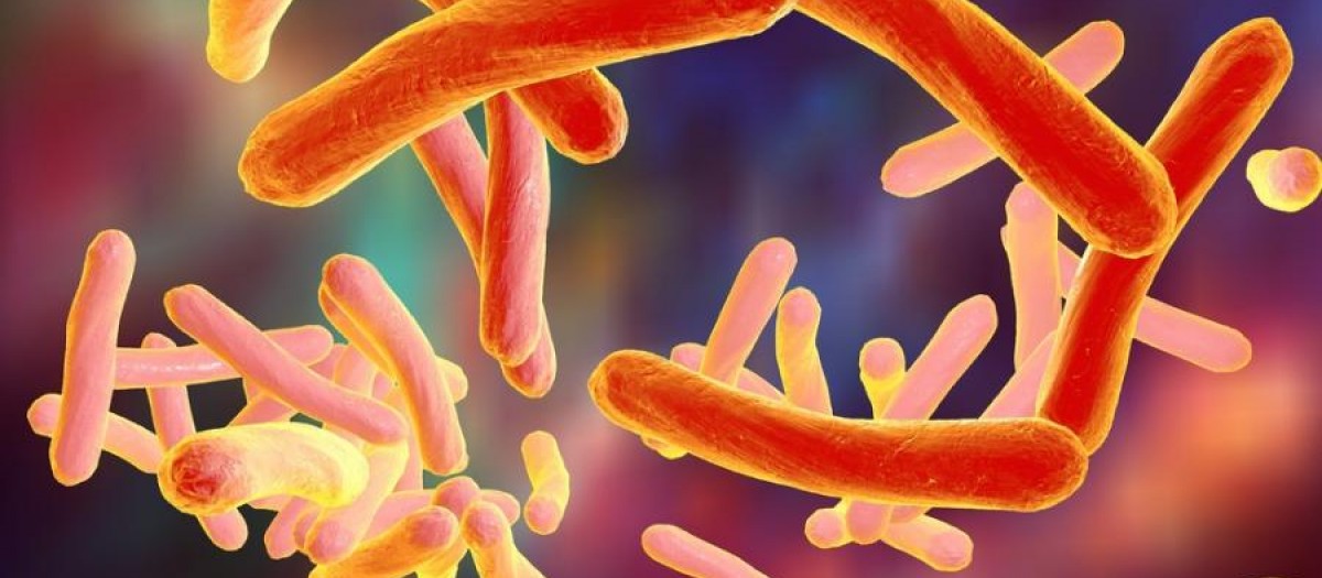 Mycobacterium tuberculosis graphic
